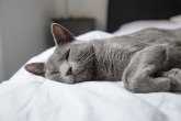 comodidad